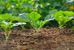 Small kale plants growing in soil